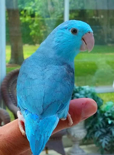 Parrotlet Sounds