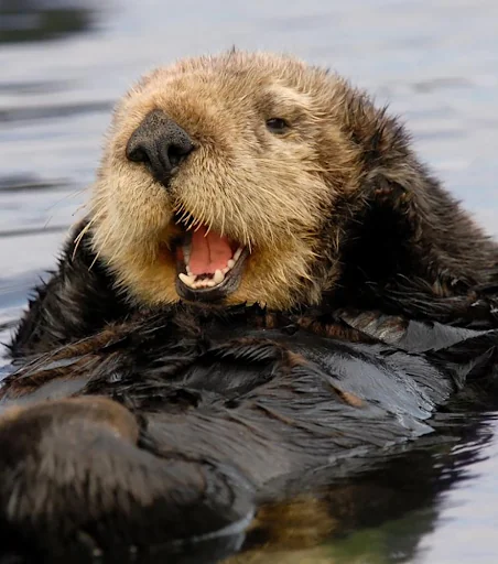 Sea Otter sounds