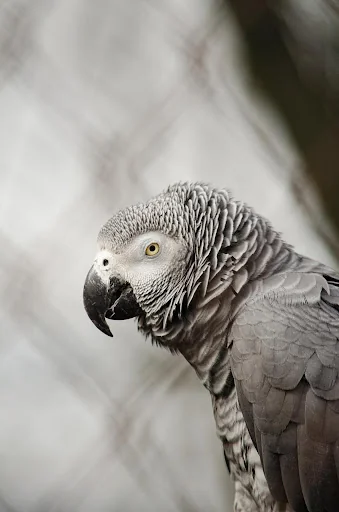 African Grey Parrot Sounds
