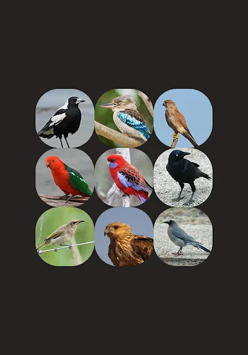 Australian Bird sounds