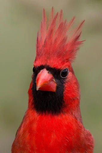 Cardinal Bird Sounds