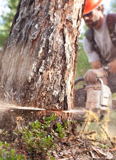 Chainsaw sounds