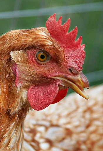 Chicken Sounds screenshot 1