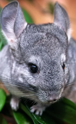 Chinchilla sounds