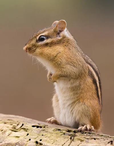 Chipmunk Sounds