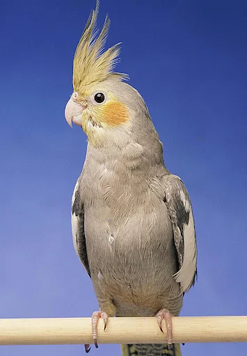 Cockatiel Sounds screenshot 1
