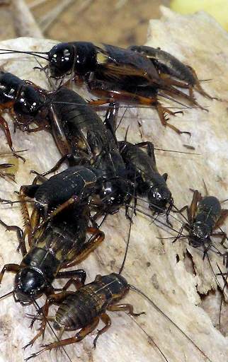 Cricket Sounds screenshot 1