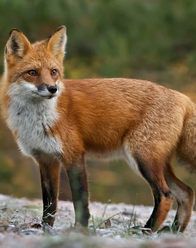 Fox sounds