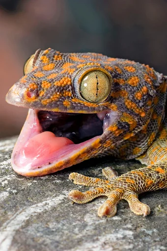 Gecko Sounds