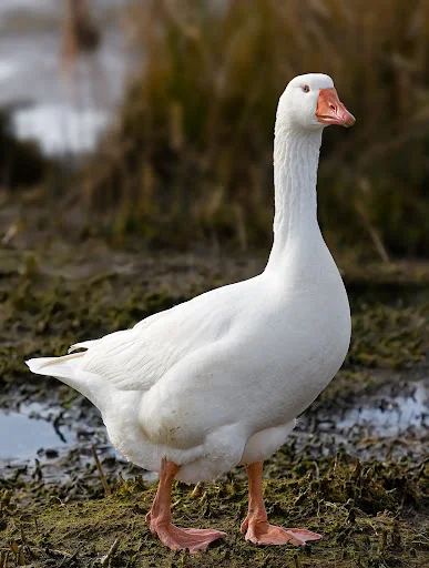 Goose Sounds