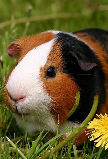 Guinea Pig Sounds