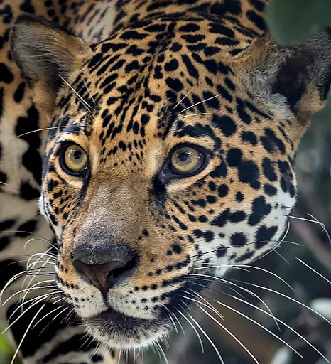 Jaguar Sounds