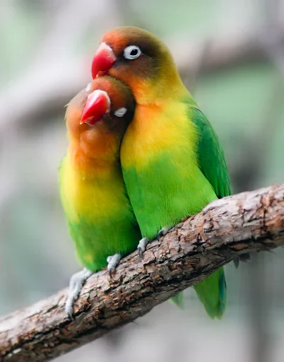 Lovebird sounds