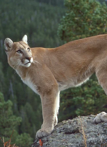 Cougar and Mountain Lion Sound