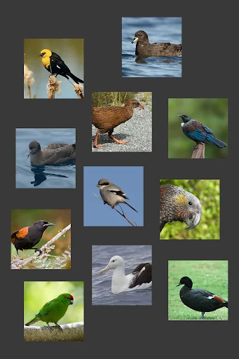 NZ Bird Sounds