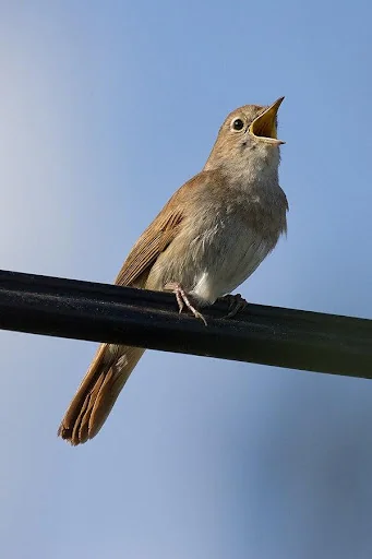 Nightingale Bird Sounds screenshot 1