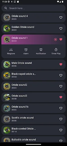 Oriole bird sounds