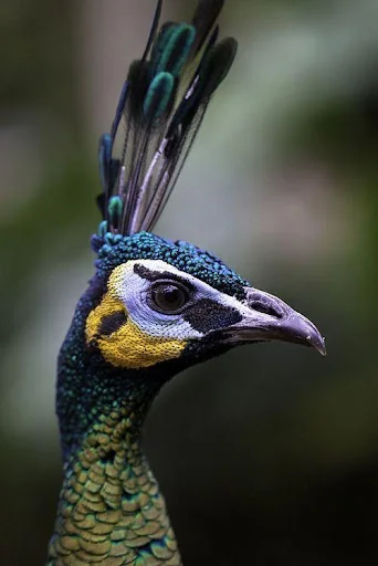Peacock Sounds