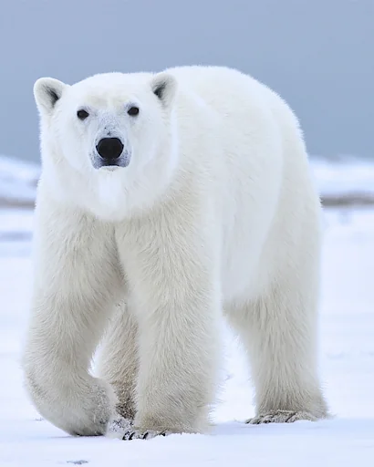 Polar Bear sounds