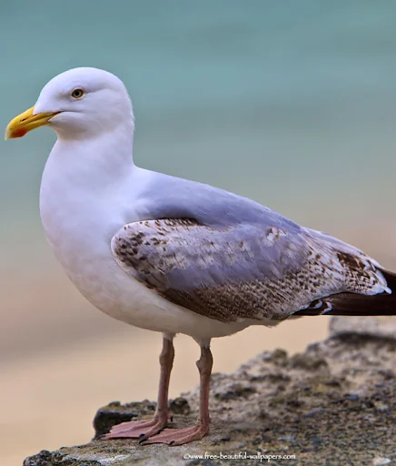 Seagull bird sounds
