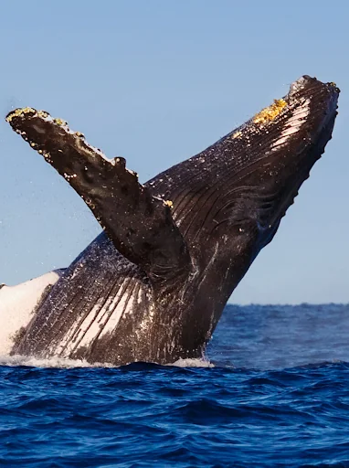 Whale Sounds screenshot 1