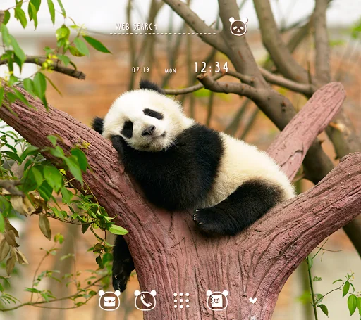 Napping Panda Theme