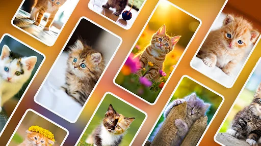 Kitten Wallpapers 4K