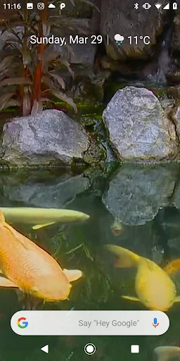 Koi Fish Video Wallpaper 3D screenshot 1