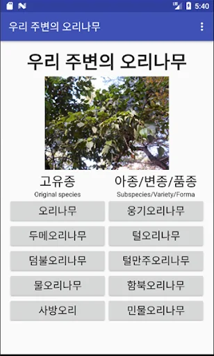 우리 주변의 오리나무