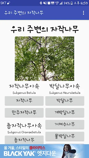 우리 주변의 자작나무