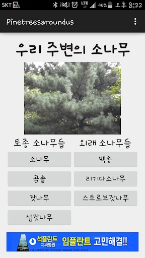 우리 주변의 소나무