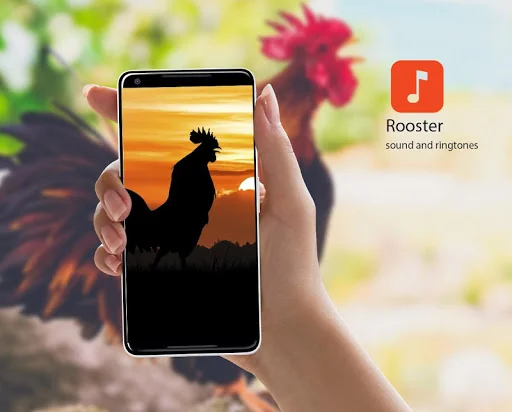Rooster Sounds