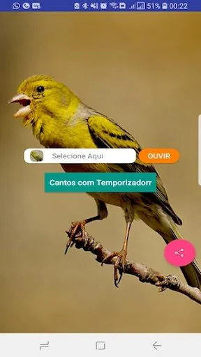 Canário Belga Fibra