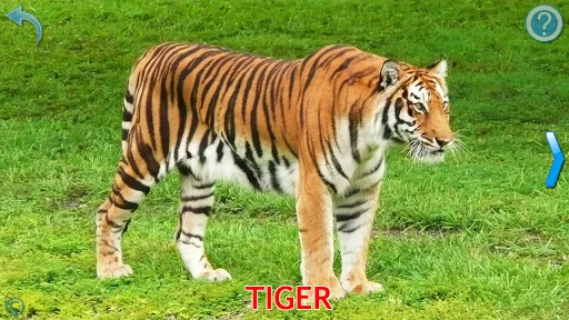 Animals for Kids screenshot 2