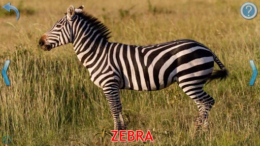 Animals for Kids screenshot 3