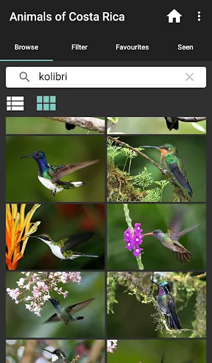 Animals of Costa Rica screenshot 4