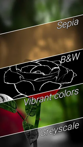 3D Rose Live Wallpaper Lite screenshot 4