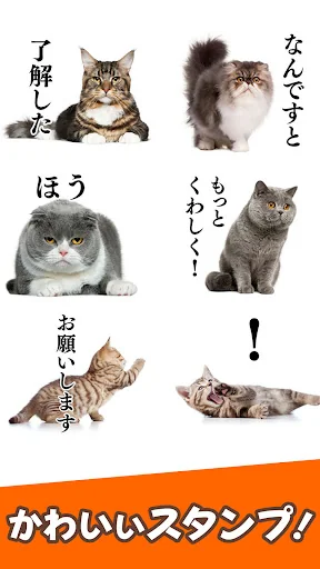 猫スタンプ(実写スタンプ)