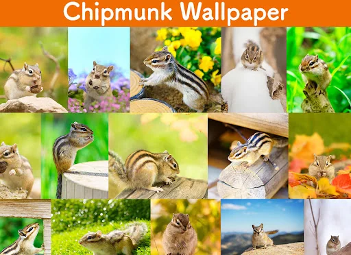 Wallpaper Chipmunk