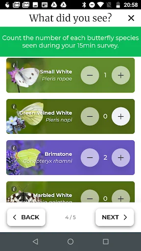 Big Butterfly Count