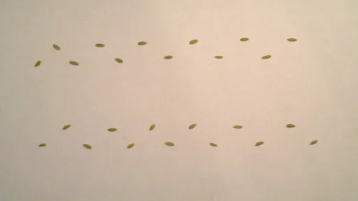 SeedCounter