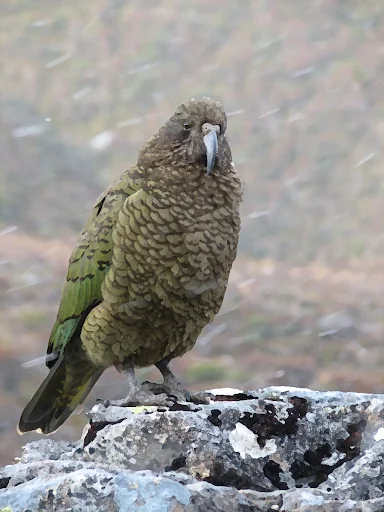NZ Bird Sounds