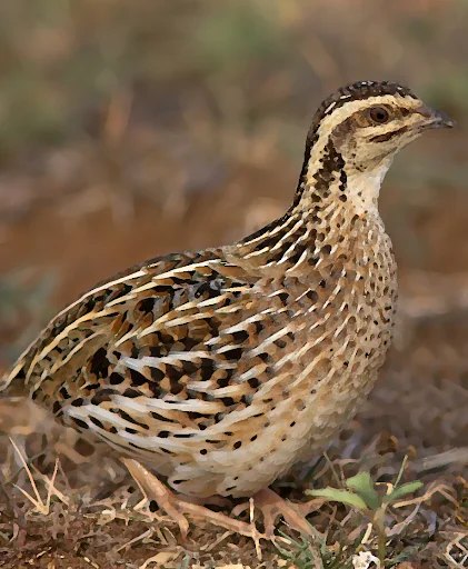 Rain quail bird Sounds