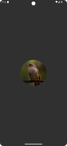 Stripe-throated Bulbul