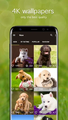 Puppy Wallpapers 4K