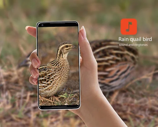 Rain quail bird sounds
