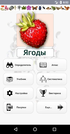 EcoGuide: Russian Wild Berries