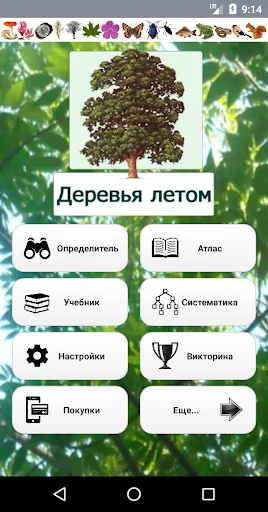 EcoGuide: Trees in Summer