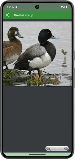 Progressive Duck Decoy screenshot 4