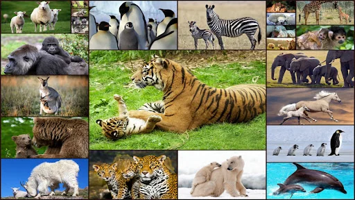 Baby Animal Jigsaw Puzzles